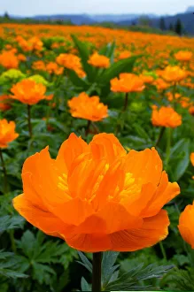 Siberian flowers Zharki are seen with Western Sayan mountains in the background Siberian flowers Zharki are seen with Western Sayan mountains in the background