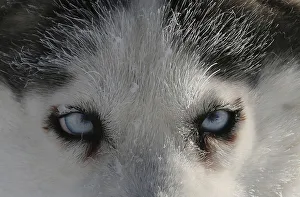 A Siberian Husky dog of the Royev Ruchey Park team is seen as it rests during a practice A Siberian Husky dog of the Royev Ruchey Park team is seen as it rests during a practice