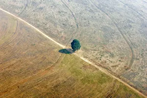 A single tree is seen on land that was previously jungle in Mato Grosso state A single tree is seen on land that was previously jungle in Mato Grosso state