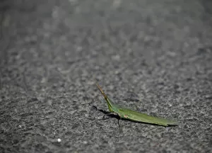 A slant-faced grasshopper basks in the sun on a road in Ta Qali
