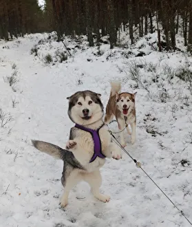 Sled dogs are tethered before practice for the Aviemore Sled Dog Rally in Feshiebridge Sled dogs are tethered before practice for the Aviemore Sled Dog Rally in Feshiebridge