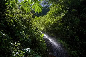 Images Dated 28th July 2014: A small cascade is seen at the Manu Biosphere Reserve Cloud Forest in Perus southern