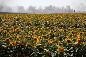 Black Colour Gallery: Smoke is seen behind a field of sunflowers on Israeli side of the border fence between