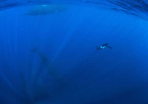 Images Dated 6th April 2013: A snorkeler swims towards sperm whales diving into the deep blue sea off the coast of