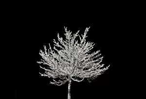 Images Dated 8th January 2010: A snow-covered tree is illuminated at a car park in the eastern German ski resort