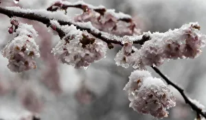 Snow covers lingering cherry blossoms after an unseasonably warm weather in Prague Snow covers lingering cherry blossoms after an unseasonably warm weather in Prague