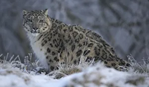 A snow leopard walks in its enclosure at the RZSS Highland Wildlife Park near Kincraig A snow leopard walks in its enclosure at the RZSS Highland Wildlife Park near Kincraig