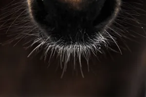 Snow melts on the hairs around the mouth of a horse on a farm near the town of Antrim Snow melts on the hairs around the mouth of a horse on a farm near the town of Antrim