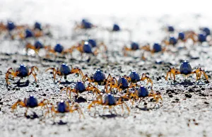 Soldier crabs scuttle across the sand during low tide at Quibray Bay in the south of Sydney Soldier crabs scuttle across the sand during low tide at Quibray Bay in the south of Sydney
