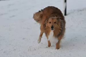 Sonny the collie dog runs through snow in Hillsborough