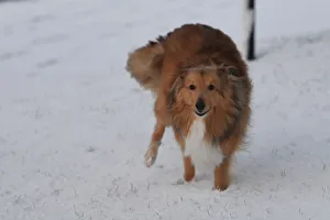 Sonny the collie dog runs through snow in Hillsborough Sonny the collie dog runs through snow in Hillsborough