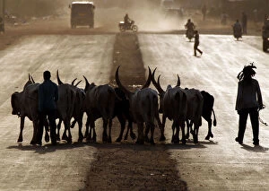 Juba Gallery: Southern Sudanese men cross a street with cattle during sunset in Juba