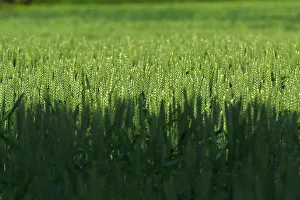 Part of the Sowray familys 600 acre wheat crop is pictured at their farm in Humberton Part of the Sowray familys 600 acre wheat crop is pictured at their farm in Humberton