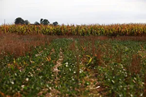 Soy and corn plants are seen in a drought-affected farm near Chivilcoy Soy and corn plants are seen in a drought-affected farm near Chivilcoy