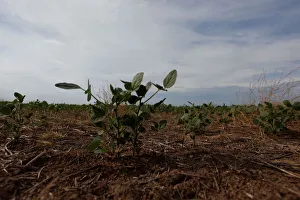 Soy plants are seen in a drought-affected farm near Chivilcoy Soy plants are seen in a drought-affected farm near Chivilcoy