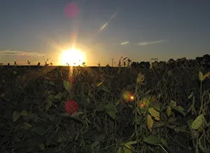 Soybeans are seen before being harvested on the outskirts of General Villegas Soybeans are seen before being harvested on the outskirts of General Villegas