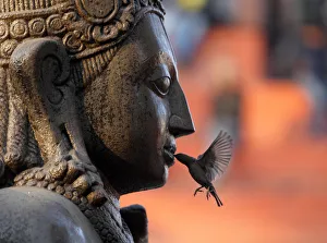 A sparrow feeds on an offering placed in the mouth of the idol of Lord Garud in Kathmandu A sparrow feeds on an offering placed in the mouth of the idol of Lord Garud in Kathmandu