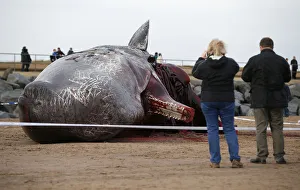 A sperm whale lies on the sand after being washed ashore at Skegness beach in Skegness A sperm whale lies on the sand after being washed ashore at Skegness beach in Skegness