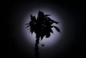 Solar Eclipse Gallery: A spider hanging by its web on a flower is silhouetted against the full moon after a