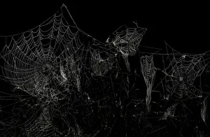 Spider webs covered in morning dew drops are seen in Richmond Park, south west London Spider webs covered in morning dew drops are seen in Richmond Park, south west London