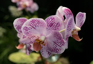 An Ever Spring orchid is displayed at the 55th annual Nairobi Orchid Show An Ever Spring orchid is displayed at the 55th annual Nairobi Orchid Show
