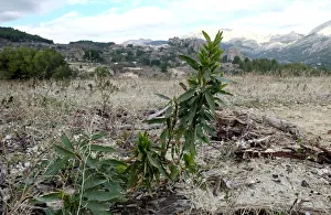 A sprout of the roots of a cut down almond in a quarantine area around a tree infected A sprout of the roots of a cut down almond in a quarantine area around a tree infected