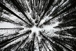 Images Dated 4th June 2011: A spruce forest attacked by engrave beetles is seen at the Czech Republics Sumava