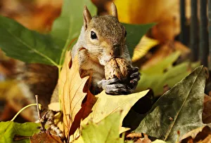 A squirrel eats a nut among a pile of autumn leaves at St Jamess Park in London A squirrel eats a nut among a pile of autumn leaves at St Jamess Park in London