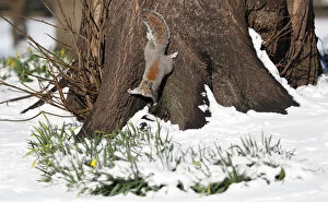 A squirrel forages in the snow in St James Park, London