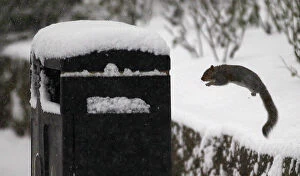 A squirrel jumps onto a rubbish bin in Princes Street Gardens in Edinburgh, Scotland