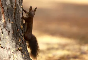 A squirrel plays at a city park during an unusually warm October day in Skopje A squirrel plays at a city park during an unusually warm October day in Skopje
