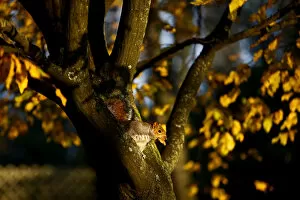 A squirrel sits in a tree in Holland Park during autumnal weather in London
