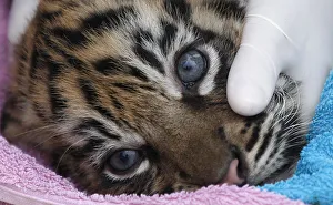 Staff carry out a health check on one of the three 12 week old tiger cubs in their Staff carry out a health check on one of the three 12 week old tiger cubs in their