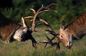 Two stag deer clash antlers during the beginning of the rutting season in Richmond Park Two stag deer clash antlers during the beginning of the rutting season in Richmond Park