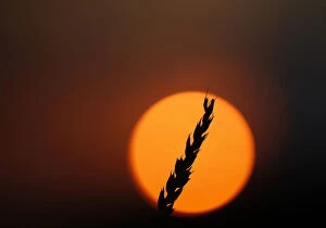 Images Dated 17th July 2013: A stalk of soft red winter wheat is seen against the setting sun in Dixon