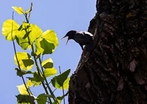 A starling is seen in its nest on a poplar in Minsk A starling is seen in its nest on a poplar in Minsk
