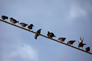 Starlings perch on a power line near Kiryat Gat, southern Israel Starlings perch on a power line near Kiryat Gat, southern Israel