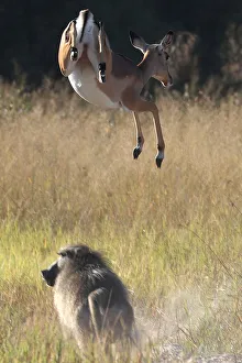 A startled antelope jumps over a baboon in the Okavango Delta A startled antelope jumps over a baboon in the Okavango Delta