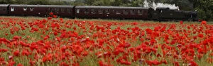 Images Dated 17th June 2008: A steam train passes a poppy field on the outskirts of Loughborough
