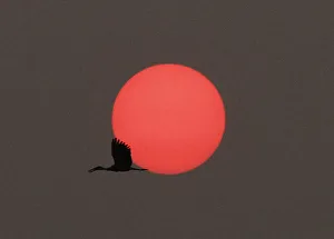 A stork flies back to its nest during sunset in Nakhonsawan province A stork flies back to its nest during sunset in Nakhonsawan province