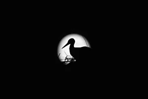 A stork is silhouetted against the Supermoon in its nest in downtown Arriate A stork is silhouetted against the Supermoon in its nest in downtown Arriate