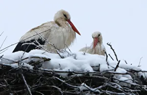 Storks rest on their snow-covered nest in Skopje Storks rest on their snow-covered nest in Skopje