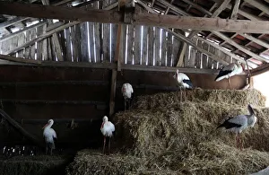 Storks that were saved by a Bulgarian man are pictured in the village of Chernik Storks that were saved by a Bulgarian man are pictured in the village of Chernik