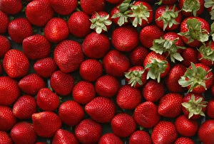Images Dated 26th April 2009: Strawberries are displayed during the 2009 Strawberry Festival in the agricultural