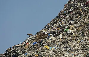 Images Dated 8th June 2012: A stray dog stands on a rubbish dump at the seafront in Sidon
