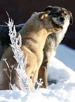 Stray dogs sit in the snow with the air temperature at about minus 35 degrees Celsius Stray dogs sit in the snow with the air temperature at about minus 35 degrees Celsius