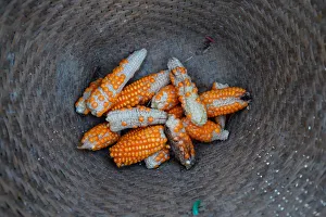 Stunted corn are pictured inside a rattan basket in a cornfield at Nuodong village Stunted corn are pictured inside a rattan basket in a cornfield at Nuodong village