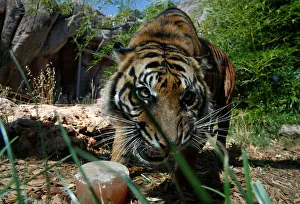 A Sumatran tiger licks a frozen blood lollipop on a hot summer day at the Bioparco zoo in A Sumatran tiger licks a frozen blood lollipop on a hot summer day at the Bioparco zoo in