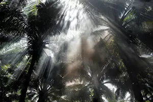 Sun rays penetrate through an African palm oil plantation in the area