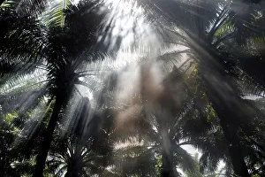 Sun rays penetrate through an African palm oil plantation in the area Sun rays penetrate through an African palm oil plantation in the area